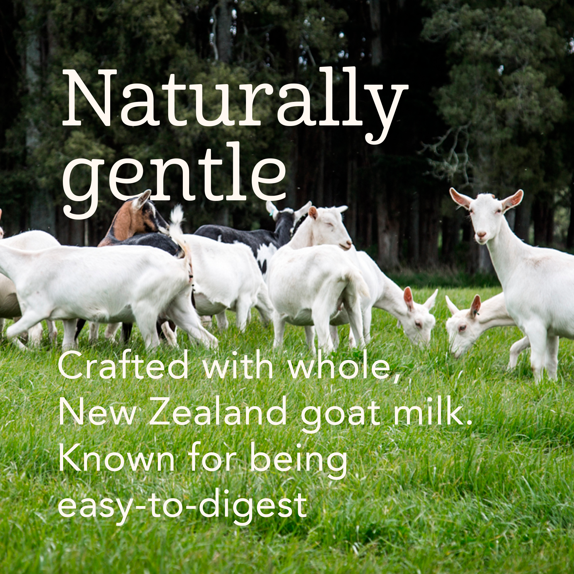Haven Goat Toddler Formula | NZ Grass Fed Whole Milk