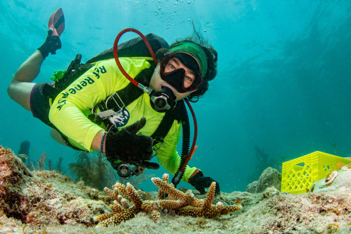 Diver planting coral on a reef