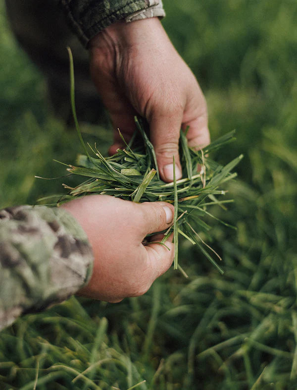 Farmer holding a handful of New Zealand pasture grass