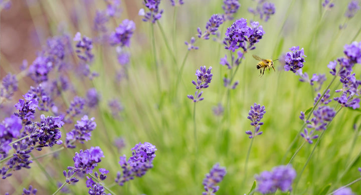 Lavender in bloom with a bee
