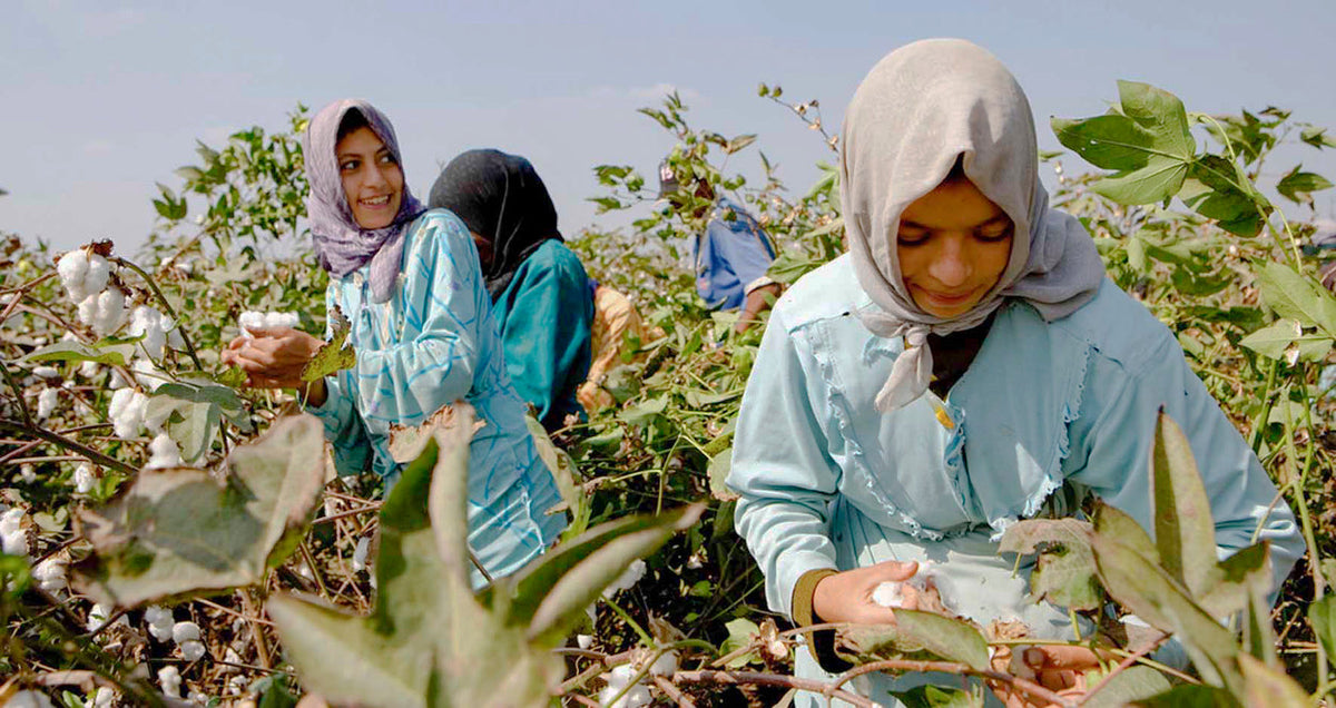 Cotton pickers harvesting organic cotton in an Egyptian field
