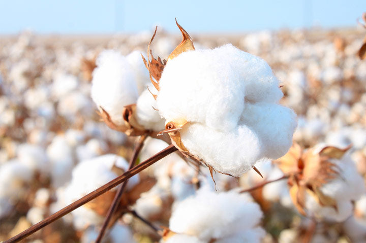 L'ovedbaby — Closeup of a cotton plant in a field of cotton plants.